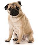 pug looking at viewer sitting isolated on white background