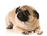 worried dog - pug laying down looking up isolated on white background