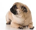 pug laying down isolated on white background