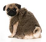 pug wearing fur coat looking over shoulder isolated on white background