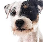 jack russel terrier portrait