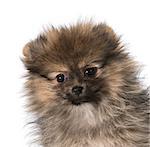 pomeranian puppy head portrait isolated on white background - 3 months old