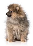 pomeranian puppy sitting looking to the side isolated on white background