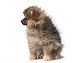 pomeranian puppy sitting looking to the side isolated on white background