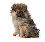 pomeranian puppy sitting looking at viewer isolated on white background - 3 months old