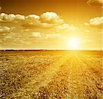 Gloomy dawn in gold field of grass and  rural road.