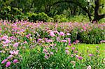 beautiful Pink Dianthus flower (Dianthus chinensis) at Thai flower garden