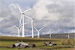 Wind Turbines in  Wind Farm Towering Over Cattle Ranch Buildings on Rollings Hills Along Columbia River in Washington State