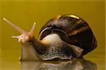 snail on the glass with yellow background