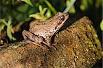 Frog sitting on a log near the water