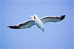 A Seagull flies in the clear blue sky. Sunny.