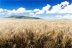 Wheat field on a Sunny day. Agriculture. Green mountains in the background.