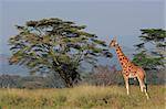 Rare Rothschilds giraffe (Giraffa camelopardalis rothschildi), Lake Nakuru National Park, Kenya