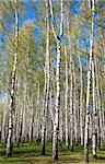 Evening sunny birch grove in first spring greens on blue sky