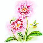Pink dahlia, watercolor painting.