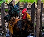 beautiful young Rhode Island Red cock portrait