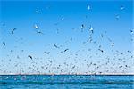 A large number of seagulls flying over the sea surface. Sunny day.