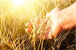 Female hand wins the ears of wheat. Agriculture. The sunset.