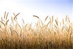 Wheat field on a Sunny day. Agriculture.