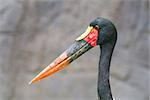 Saddle-billed stork. Latin name - Ephippiorhynchus senegalensis, the biggest of all storks