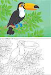 Toucan perched on a branch in jungle, color and black and white outline vector illustrations