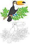 Toucan perched on a branch, color and black-and-white outline vector illustrations