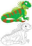 Green iguana, color and black-and-white illustrations on a white background