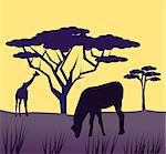 African animals graze on the savannah in the sunset.