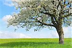 Blooming Cherry Tree, Odenwald, Hesse, Germany