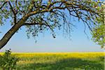 Fruit Tree and Canola Field, Bad Mergentheim, Baden-Wurttemberg, Germany