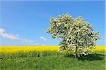 Blooming Fruit Tree and Canola Field, Bad Mergentheim, Baden-Wurttemberg, Germany