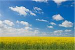 Blooming Canola Field, Bad Mergentheim, Baden-Wurttemberg, Germany