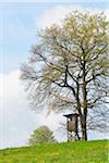 Hunting Blind under Old Oak Tree, Odenwald, Hesse, Germany