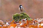 Japanese Tit