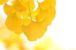 Ginkgo leaves