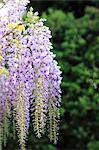 Wisteria