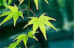 Green maple leaves