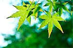 Green maple leaves