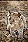 Alert lioness, Masai Mara, Narok, Kenya, Africa