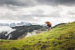 Lone cow and distant mountains, Archensee, Tyrol, Austria