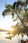Palm trees and sunlight, Castries, St Lucia, Caribbean