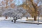 Cherry tree in Boston Public Garden after a snow storm, Boston, Suffolk County, Massachusetts, USA