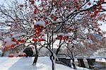 Cherry trees in a garden after a snow storm, Boston Public Garden, Boston, Suffolk County, Massachusetts, USA