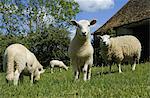 Sheep grazing in paddock.