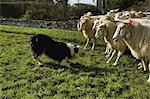Sheepdog working a small flock of sheep.