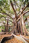 Large twisted roots of a Moreton Bay fig tree (banyan tree) (Ficus macrophylla), Palermo Botanical Gardens, Palermo, Sicily, Italy, Europe