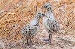 Red-billed gull chicks (Chroicocephalus scopulinus), near Dunedin, South Island, New Zealand, Pacific