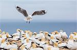 Red-billed gull (Chroicocephalus scopulinus) in gannet breeding colony at Cape Kidnappers, Napier, North Island, New Zealand, Pacific