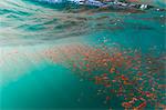 Dense swarms of juvenile squat lobster (Munida gregaria) off Akaroa, South Island, New Zealand, Pacific