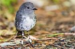 Stewart Island robin (Petroica australis rakiura), Ulva Island, off Stewart Island, South Island, New Zealand, Pacific